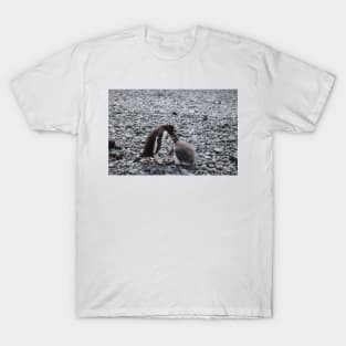 Gentoo penguin and chick at Brown Bluff T-Shirt